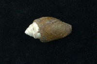 藏品(腰帶筆螺)的圖片